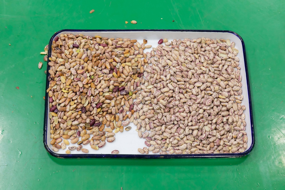 Wenyao Chinese Factory Price Fully Automatic Red Beans Kidney Bean Color Sorter Machine