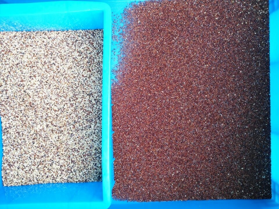 Wenyao 2 Channels High Accuracy Peach Gum Grain Color Separator Arabic Olibanum Gum Color Sorting Machine