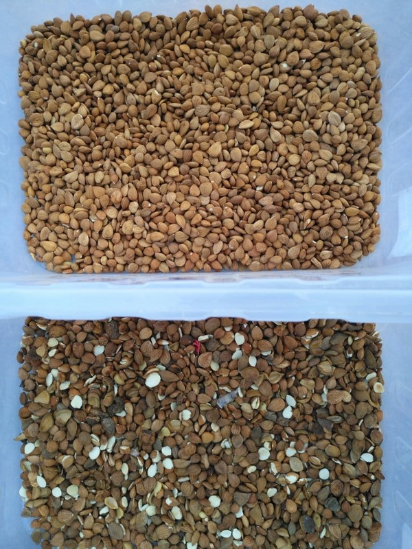 Wenyao Wifi Remote Control Apricot Color Sorter Optical Coffee Bean Nut Color Separator Machine