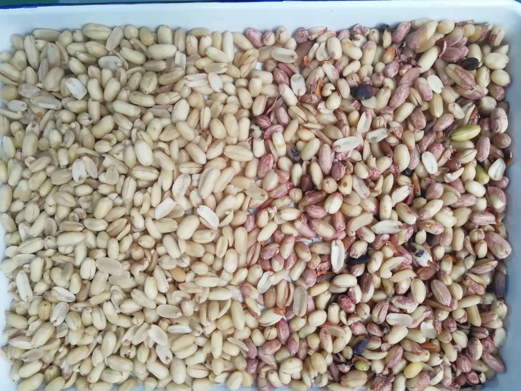 Professional Peanut Color Sorter Peeling Peanuts CCD Color Sorting Machine Made in China