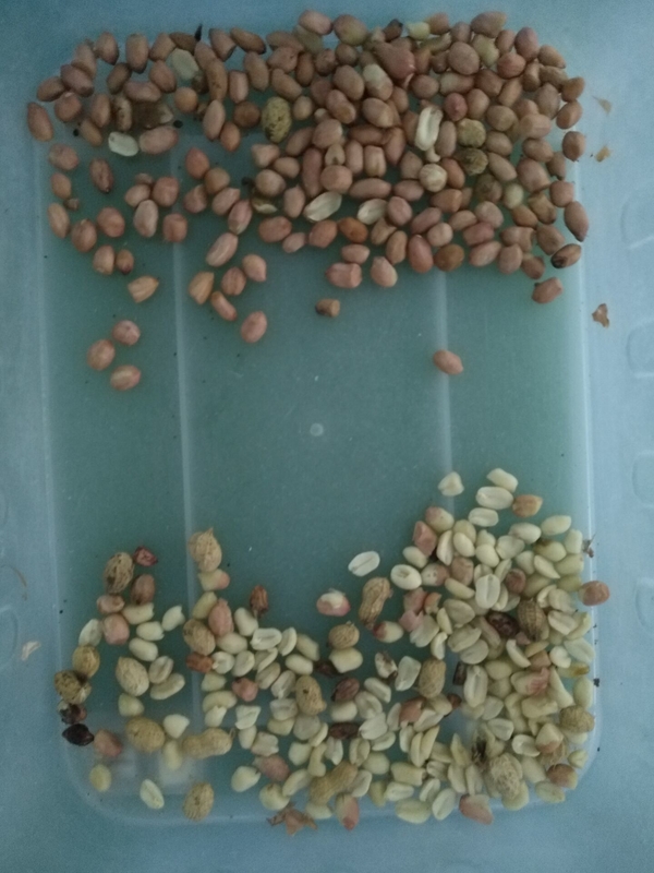 Professional Peanut Color Sorter Peeling Peanuts CCD Color Sorting Machine Made in China