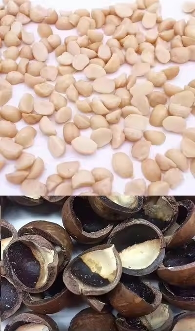Accuracy CCD Camera Automatic Macadamia Nut Color Sorting Machine