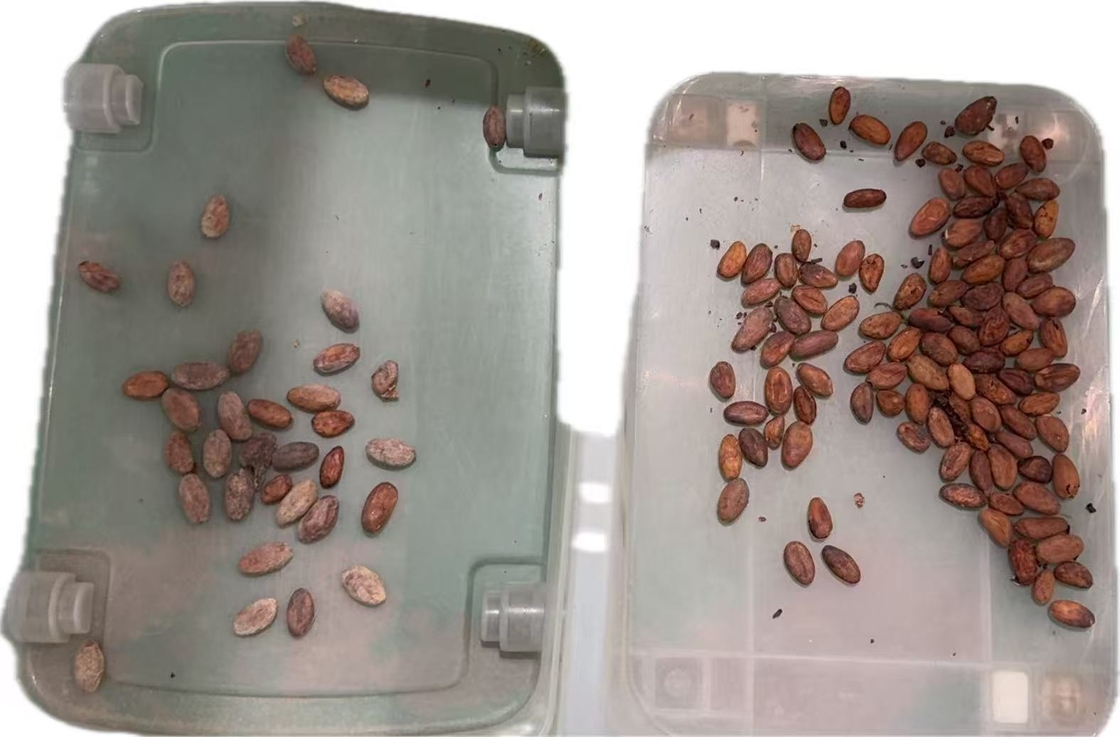 Wenyao 2025 Newest Chinese Factory Optical Sorter Supplier Cocoa Nut Color Sorter Machine