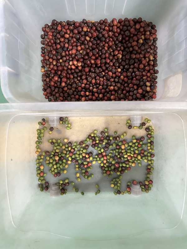 Wenyao CCD Color Sorter for Coffee Beans with 99.99% Accuracy