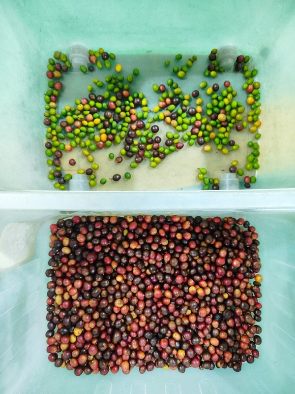 Wenyao CCD Optical Color Sorter Machine for Coffee Beans Grains Rice