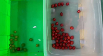 Industrial Tomato Cherry Color Sorter Machine 1000kg/h Stainless Steel