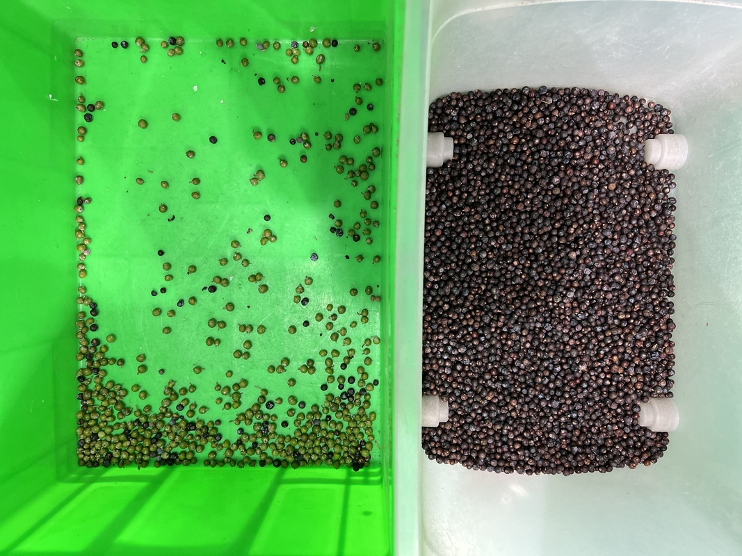 Wenyao Automatic Color Separation Fresh Blueberry Juniper Berries Color Sorter Machine