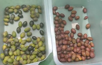 Intelligent Optical Coffee Cherry Color Sorter Small Potato Sorting Machine Blueberry Color Sorter