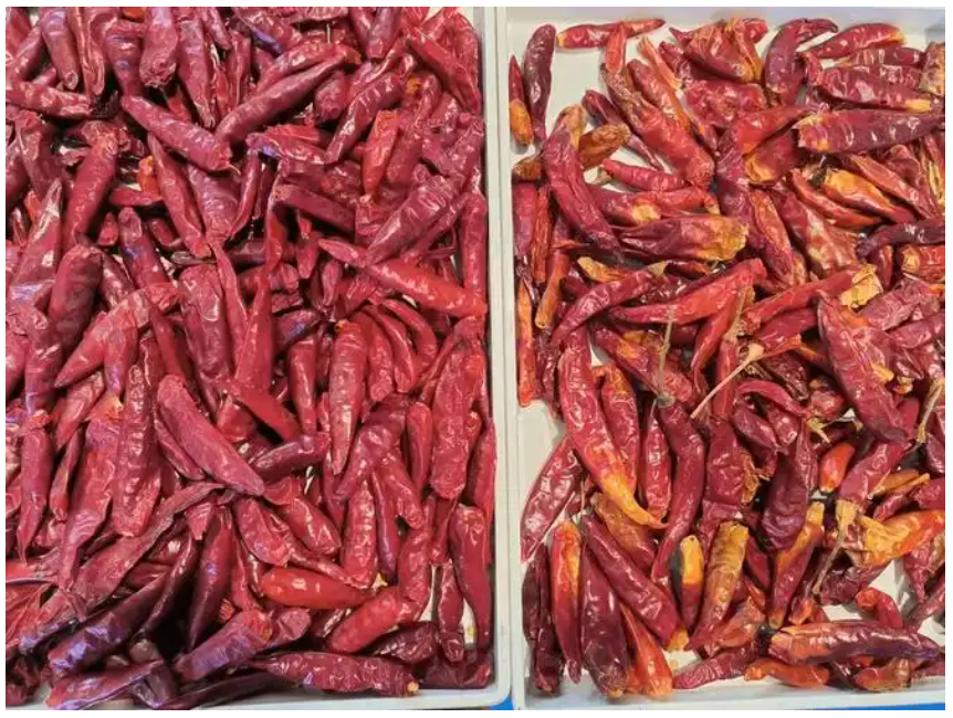 WENYAO Optical Belt Color Sorter Hibiscus Cinamon Sticks Chili Color Sorting Machine with High Sorting Accuracy