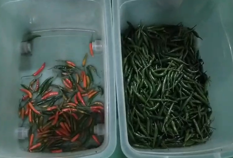 WENYAO Optical Belt Color Sorter Hibiscus Cinamon Sticks Chili Color Sorting Machine with High Sorting Accuracy