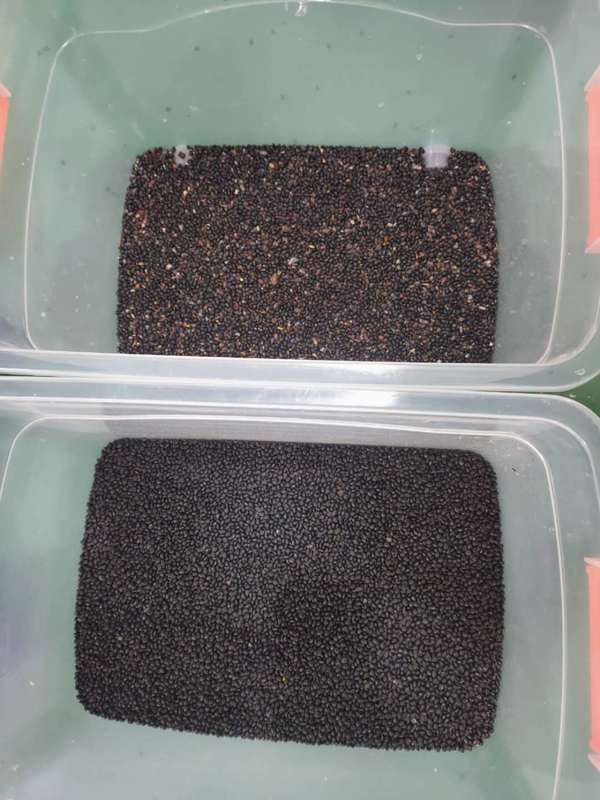 WENYAO High Capacity CCD Soybean Color Sorter Black Matpe Beans Color Sorting Machine