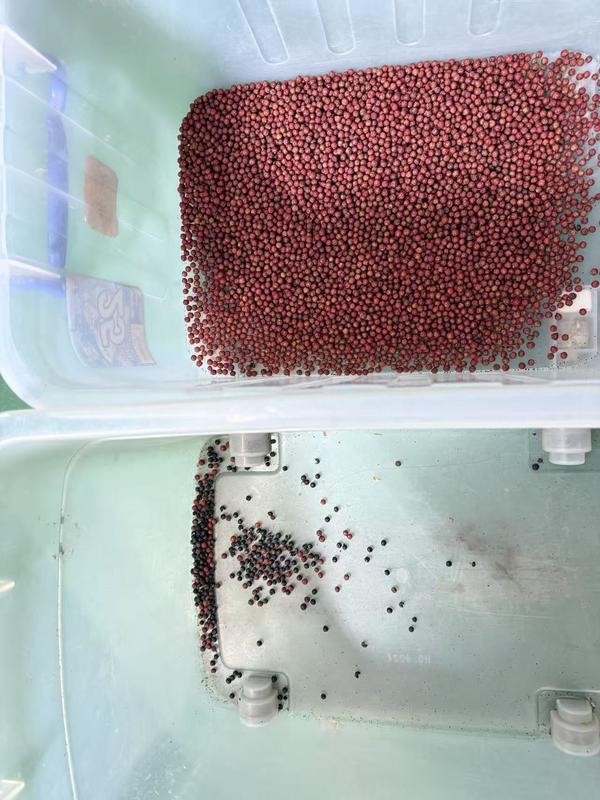 Wenyao 4 Chute Automatic Red Chili Stem Removing Peppercorn Color Sorter Machine Bean Seed Separator and Chili Color Sorting Machine