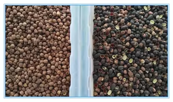 Cashew Nuts Separating Machine Beans Color Sorter Machine Remove Bad Mouldy Coffee Beans Sorter High Accuracy