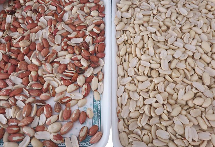 WENYAO High Accuracy Nuts Color Sorter with CCD Cameras for Seed Grain Beans Wheat 0.3-0.5 PTH Capacity and 2 Years After-service