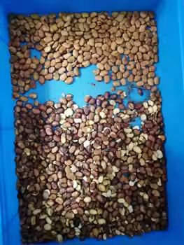 CCD Color Sorter with CCD Cameras for Almonds Cashew Nuts Peanuts 0.3-0.5 PTH Capacity and 2 Years After-service