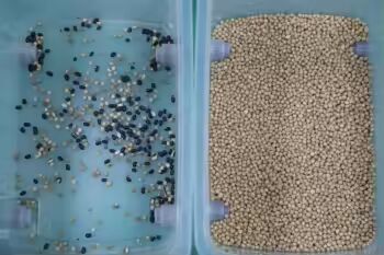 High Accuracy Color Sorter For  Grain Separator Machine Rice Wheat Corn Kernels Shape Separator