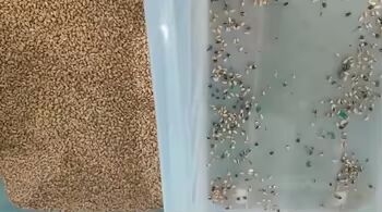 High Accuracy Color Sorter For  Grain Separator Machine Rice Wheat Corn Kernels Shape Separator
