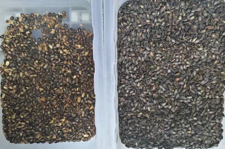 CCD Color Sorter for Peanuts Almonds Walnuts Intelligent Color Sorting Machine With High Accuracy