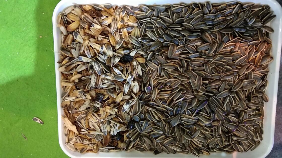 WENYAO Full Automatic RGB Sunflower Seeds Color Sorter with High Sorting Efficiency