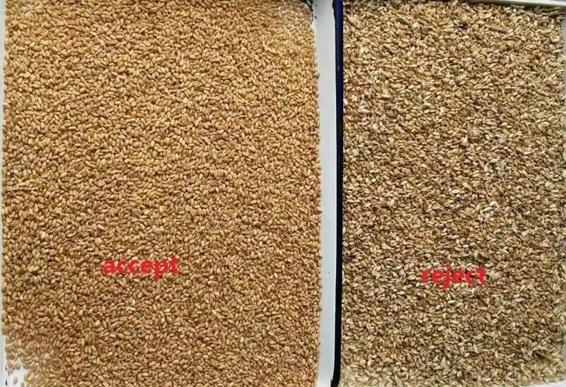 Intelligent Buckwheat Color Sorter Wheat Oats Quinoa Separating Machine 3 Chutes 6 Cameras
