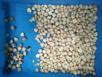 High Efficiency Nuts Color Sorter Pistachios Hazelnuts Pine Nuts Walnuts Almonds Peanuts Separating Machine  