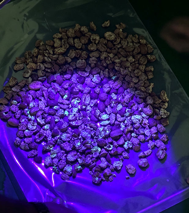 Nutmeg Peanut Sorting Machine for Removing Aflatoxin Particles with UV Light Technology