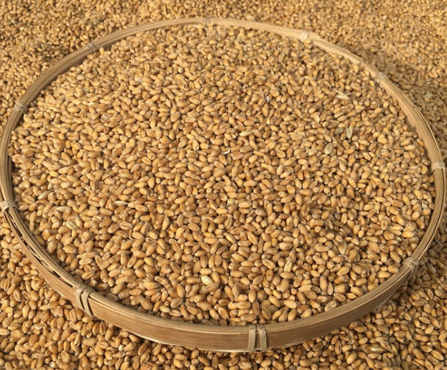 5400 Pixel Wheat Color Sorter With High Speed Camera ISO9001 approval