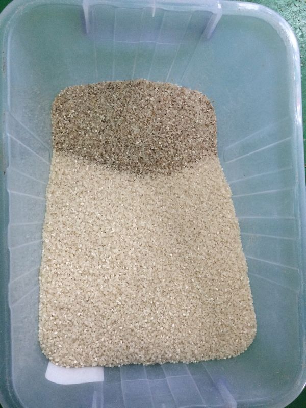 Multifunction Color Sorter Machine 256 Channels For Rice Sorting