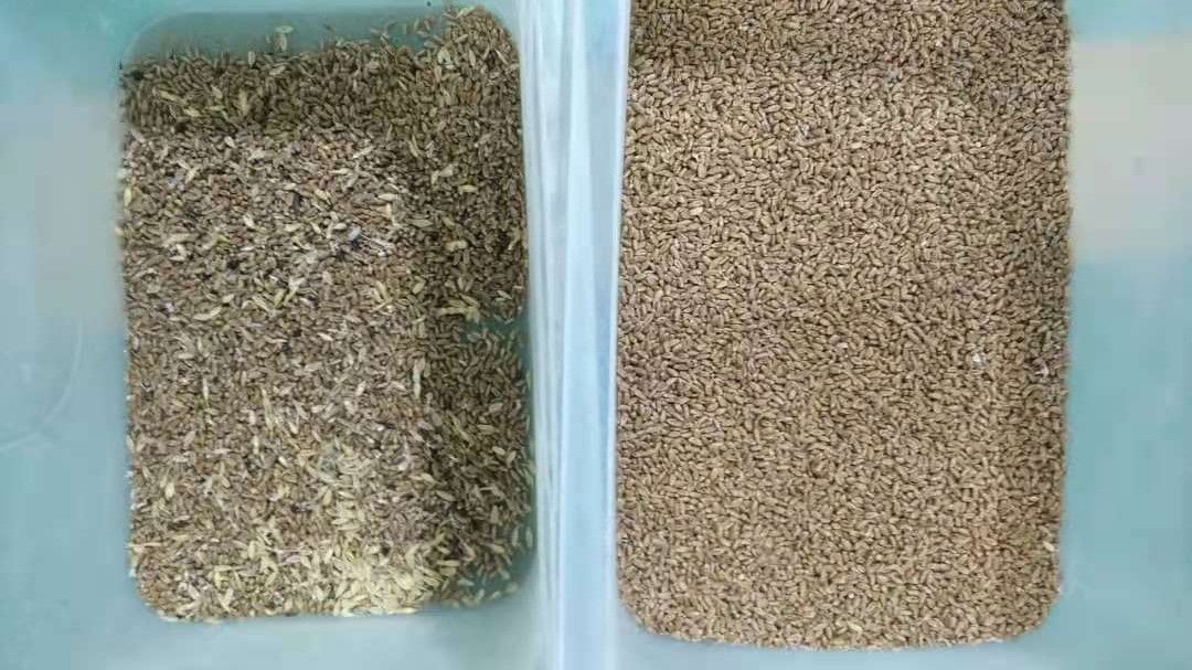 Oats Wheat Color Sorter , 1 Ton Capacity Barley Color Sorting Machine