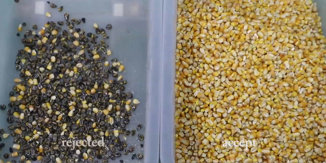 High Resolution Grain Color Sorter , 1 chute Quinoa Color Sorting Machine In Factory