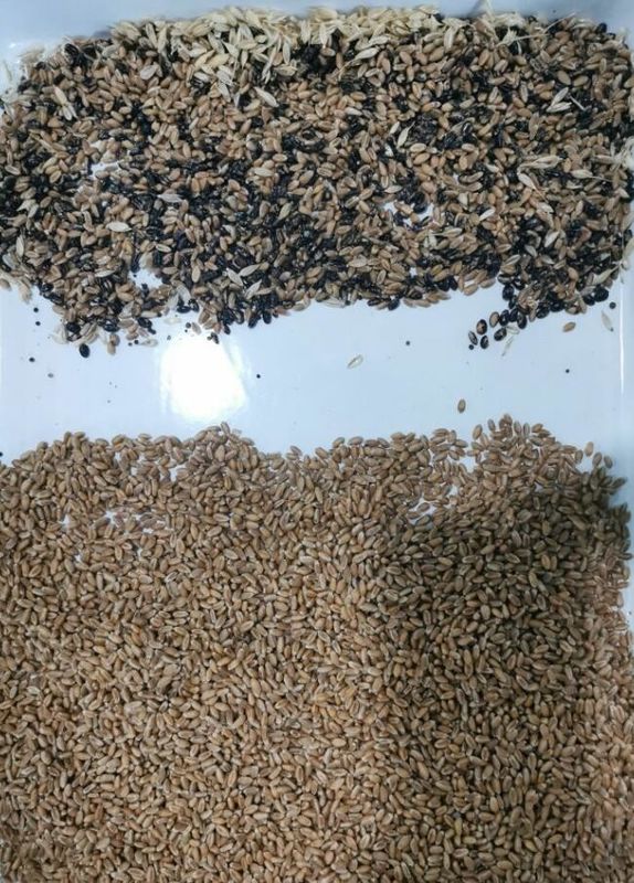 Intelligent Buckwheat Color Sorter Wheat Oats Quinoa Separating Machine 3 Chutes 6 Cameras
