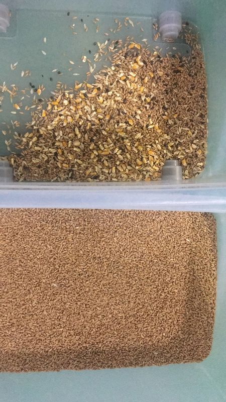 Led Light Wheat Color Sorter 10 Chute 6000-12000kg