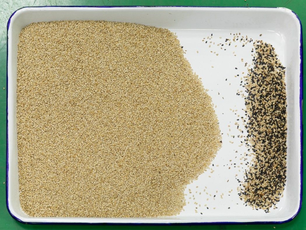 Intelligent CCD Color Sorter Pepper Grading Machine High Efficiency