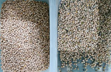 High Capacity Chickpea Color Sorter Agricultural Equipment Processing Beans CCD Color Sorting Machine For Chickpea
