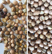 High Capacity Chickpea Color Sorter Agricultural Equipment Processing Beans CCD Color Sorting Machine For Chickpea
