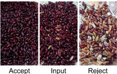 White Red Kidney Beans Color Sorter Kidney Bean Sorting Machine With RGB CCD Sensor