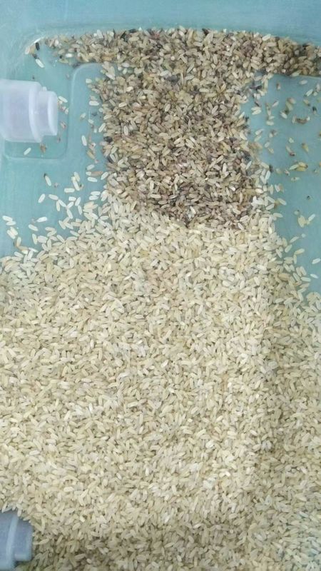 High Sorting Accuracy Thailand Rice Color Sorter Machine For Sorting Inferior Quality Rice