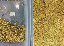 Red Bean Processing Machine White Kidney Color Sorter Mung Bean Separator Machine