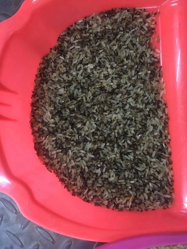 WENAYO Multifunction Color Sorter Machine For Rice Grains Beans Plastic