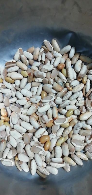 Canary Bean Color Sorter Machine  Automatic Bean Color Sorter