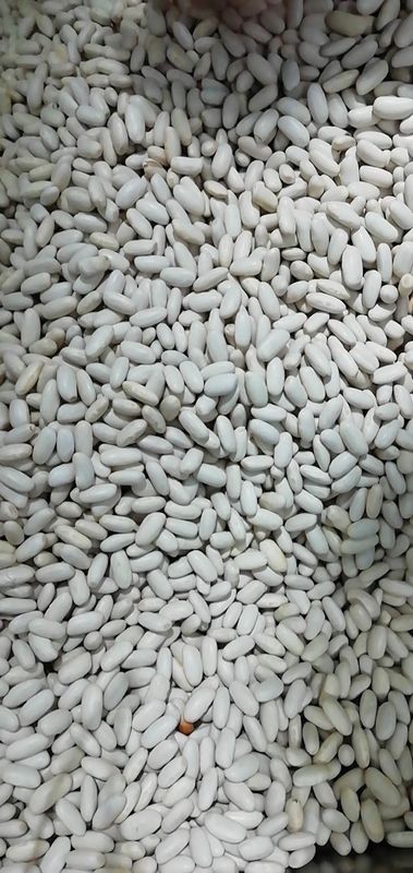 Canary Bean Color Sorter Machine  Automatic Bean Color Sorter