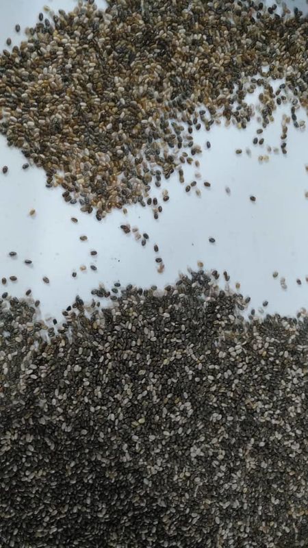 High Resolution Chia Seed Color Sorter Machine Chia Seed Processing Machine Seed Selector