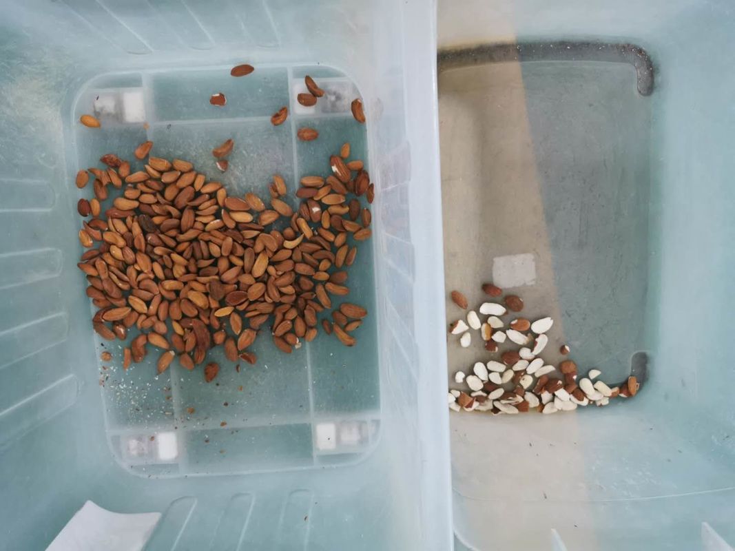 2021 Hot Selling 5 Chutes Candlenut CCD Nuts Color Sorter In Nuts Processing Line
