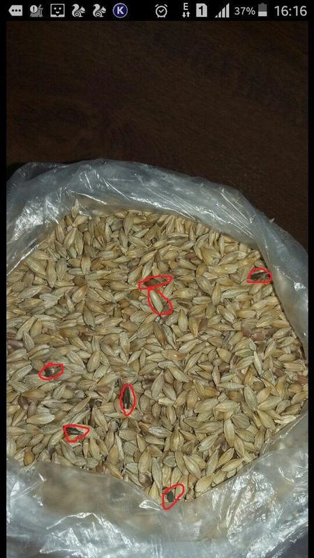 Oat Color Sorting Machine Grains Separation Machine For Processing Oats In The Farm