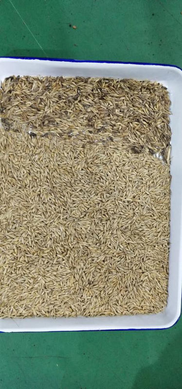Buckwheat Color Sorter Oat Wheat Color Sorter Quinoa Color Sorting Machine