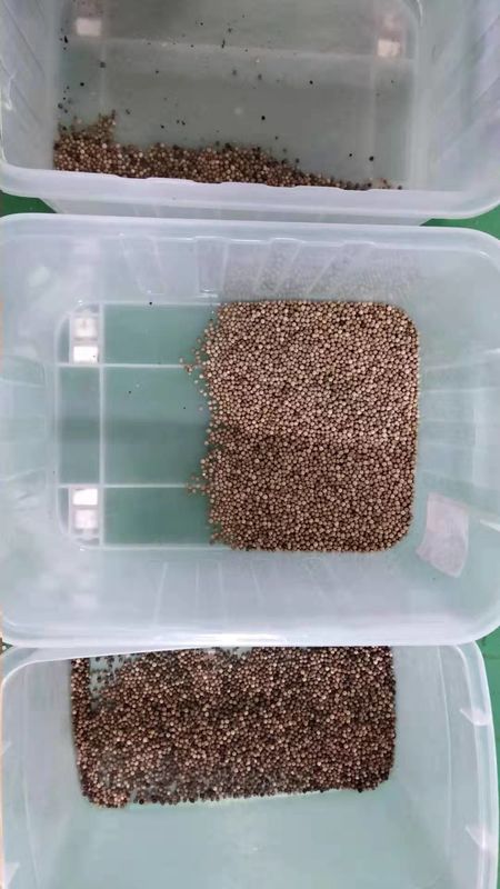 Automatic CCD Grain Color Sorter , 3t/h Pepper Sorting Machine