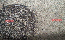 1 Chute 64 Channels Wenyao Color Sorter for Rye seeds