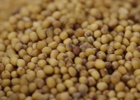 WENYAO High Precision Wheat Corn Grain Sorter Machine With Top Capacity