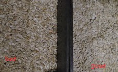 Pumpkin Seeds Separating Machine Pumpkin Separator Machine Pumpkin Colr Sorter