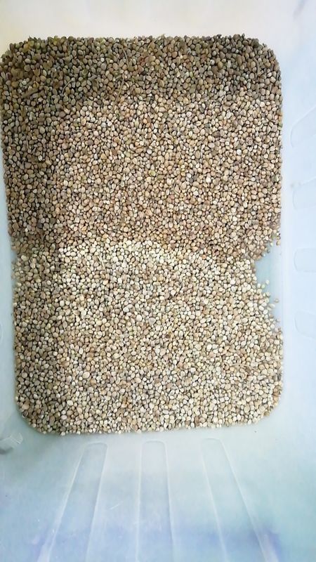 Sunflower  Seeds Color Sorter Machine For Sorting  Pistachio Seeds  Color Sorter Machine